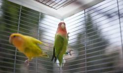 I have a 3 month old quaker and 4 month old lovebird both are handfed and are very friendly. I am selling them with the cage quaker for $200 & love bird for $75 or best offer thankyou
This ad was posted with the eBay Classifieds mobile app.