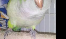 Quaker Parakeet - Cracker - Small - Adult - Bird
Note: We do not ship parrots and generally adopt only within a 200-mile radius of Fargo, North Dakota. A pre-adoption home visit by a member of our adoption committee is required for every adoption.