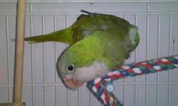 Quaker Parakeet - Gabby - Small - Adult - Bird
Note: We do not ship parrots and generally adopt only within a 200-mile radius of Fargo, North Dakota. A pre-adoption home visit by a member of our adoption committee is required for every adoption. Adoptions