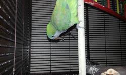 6Month friendly quaker parrot. He is friendly with everyone has never bitten anyone. Likes attention and starting to talk. NO CAHE INCLUDED.