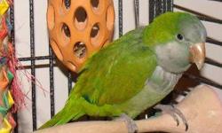 I have what I believe to be an older Quaker Parrot . The bird is cage aggressive like most are . Very friendly and responds well out side
the cage . Good talker . He did come from a smokers home . The bird is not banded . The beak was very over grown when