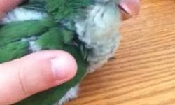 I have a pair of quaker parrots 4-sale hen is green (possible split) and male is blue. They are in perfect feather, healthy and on pelleted diet. They are not proven by me. Down sizing and selling some pairs.....They are bonded. Can be sold as the pair or
