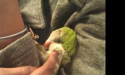 i have a 3 year old female quaker parrot. I had her DNA sexed. she loves men, she doesn't like me very much. I bought her for my grandma and paid over 700 for her and her cage and toys. I would like to trade her for a tame bird. I like her I just wish I