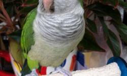 This quaker parrot is 7 years old. His name is Manny. When I purchased him he was DNA sexed, he is a boy. He is very talkative and makes a lot of noise. He needs a home that will be accepting of his noise. He says some words in english:
~Hi Manny
~How are