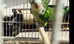 Hello, im selling a nice young heatlthy pair of quaker parrots. They are a little over a year old, 300.00 for the pair. If interested please contact me at 646-270-9259 or e-mail. Thankyou.