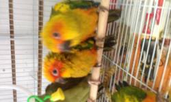 Baby green Quakers, baby sun conures and baby moustache parakeets. All on 3 handfeedings a day.
Green Quakers are $300 each
Sun conures are $350 each
Moustache parakeets are $400 each.
Call email or text 347-336-5972