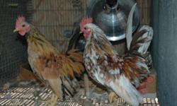 We have a few extra good quality Serama roosters to re-home. Very pretty birds. Good homes only.
May be able to deliver.
Also, two beautiful bantams that were sold as Seramas but are not of type. They are in the last picture.