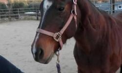 Selling a 12 year old Quarter/Arabian Mare. She is a nice girl, knows Western & English riding disciplines. Trailers nicely, reining prospect, healthy & easy keeper. Contact for video or if you would like to come see her and take her for a test ride.