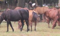 Disbanding our Quarter Horse Breeding Program. All mares are for sale. Some broke, some not, all handleable and level-headed; only able to guarantee 'Broodmare Sound'. Shots & wormings up-to-date. I will guarantee a clean Coggins if pulled within