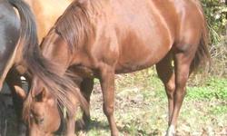 Mare: ?This Ladys Cool? ? AQHA ? Foaling Date: 04/17/2004 - Chestnut - http://www.allbreedpedigree.com/this+ladys+cool - $750.00
*Has a right eye impairment; (doesn?t bother ?Feather?).
*Said to be broke when I obtained "Feather" for my Quarter Horse