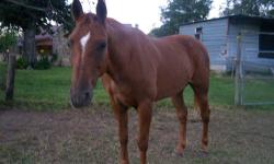 I have a 10 year old quarter horse for sale, he is broke ,even a beginner can ride. he will go any where you point him , he loads easy ,stands for ferrier , stands for saddle ,mount , dismount. he is shod all the way , he neck reins , baths. He can be