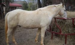 Quarter Horse Palomino Paint, gelding, 15 hands, great trail horse, anyone can ride, 17yrs old, comes with saddle, bridle, pad, no bad habits and has a great personality, fat and healthy. Looks like a white horse in the winter but you can see his markings