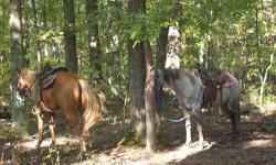 I have several Quarter Horses for sale or trade. Some are registered and the others are grade. There are a couple geldings. These horses are trail rode in the woods and around traffic. Some of them have been rode in parades. There is nothing wrong with