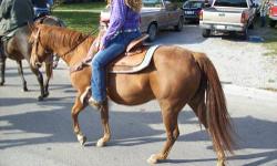 I have several Quarter Horses for sale or trade. Some are registered and the others are grade. There are a couple geldings. These horses are trail rode in the woods and around traffic. Some of them have been rode in parades. There is nothing wrong with