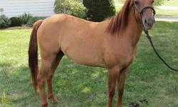 2 Year old Red Dun Filly
She is out of a Leopard POA and a Buckskin Quarter Horse.
She has the dorsal strip down her back and is easy to handle.
She stands 13 hands and is halter broke and stands for farrier.
563-212-0039