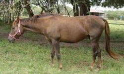 Quarterhorse - Alley - Small - Young - Female - Horse
We always have a wide variety of horses needing a forever home. HfH horses are not available for breeding or resale. Serious inquires only, you must be 18 years or older to adopt a horse. Please visit