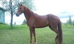 Quarterhorse - Amber - Medium - Senior - Female - Horse
Amber is a beautiful, well trained, healthy and sound older horse. She is at least in her late twenties but still eats her hay, oats and beet pulp mash, which is great for all older horses in need of