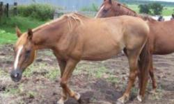 Quarterhorse - April - Large - Adult - Female - Horse
CHARACTERISTICS:
Breed: Quarterhorse
Size: Large
Petfinder ID: 25224898
CONTACT:
Habitat for Horses | Hitchcock, TX | 866-434-3737
For additional information, reply to this ad or see: