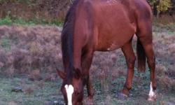 Quarterhorse - Baby - Small - Adult - Female - Horse
Sweet adult horse. She is not broke. She has had a rough previous life. She was starved, then had EPM. She is quite healthy now but she is not broke. She can not be bred. She needs someone to spend time