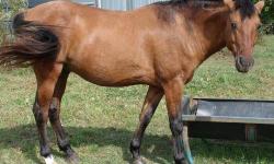 Quarterhorse - Brody - Extra Large - Young - Male - Horse
Brody is a five year old Quarter horse (mix), he has a kind spirit but has not been broken and is a little shy until he gets to know you.
CHARACTERISTICS:
Breed: Quarterhorse
Size: Extra Large