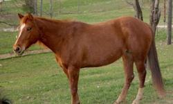 Quarterhorse - Cajun - Large - Adult - Male - Horse
My name is Cajun and I'm 3 1/2 years-old. They say i'm a good looking guy. I would love to be with other horses getting to do what horses do best; eat grass and hay all day!! I am a gelding and I lead