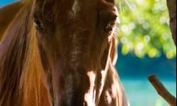 Quarterhorse - Chestnut Filly - Medium - Young - Female - Horse
Our Chestnut filly was a surprise gift when her mother and several other horses were recovered from a cruelty situation. Although her mother had serious malnutrition issues and injured hind