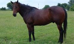 Quarterhorse - Chute - Medium - Adult - Male - Horse
CHARACTERISTICS:
Breed: Quarterhorse
Size: Medium
Petfinder ID: 24460366
ADDITIONAL INFO:
Pet has been spayed/neutered
CONTACT:
Habitat for Horses | Hitchcock, TX | 866-434-3737
For additional