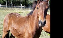 Quarterhorse - Dusty Roads - Medium - Adult - Male - Horse
CHARACTERISTICS:
Breed: Quarterhorse
Size: Medium
Petfinder ID: 24971575
ADDITIONAL INFO:
Pet has been spayed/neutered
CONTACT:
Habitat for Horses | Hitchcock, TX | 866-434-3737
For additional