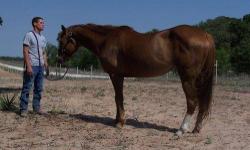 Quarterhorse - Fc #13 - Large - Adult - Female - Horse
CHARACTERISTICS:
Breed: Quarterhorse
Size: Large
Petfinder ID: 25224893
CONTACT:
Habitat for Horses | Hitchcock, TX | 866-434-3737
For additional information, reply to this ad or see: