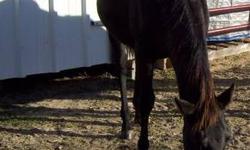 Quarterhorse - Flower - Medium - Young - Female - Horse
Flower and Bo were pasture mates and are bonded. Flower is a little harder to halter, she is very shy but slowly coming around. She is also very gentle and sweet. These horses were bought at auction