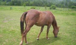 Quarterhorse - Gb Tippy San - Medium - Young - Female - Horse
Tippy is an old foundation type QH with a big blockie build. She has a great pedigree that goes back to Peppy Badge Olena and Tippy Can Too. She was born on 2007 and is approximately 14.5h.