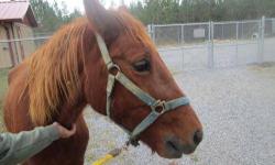 Quarterhorse - Honey Boo-boo - Medium - Adult - Female - Horse
ADOPTION FEE IS $50.00 AND REQUIRES A HOME CHECK AND/OR VET REFERENCES BEFORE ADOPTION
CHARACTERISTICS:
Breed: Quarterhorse
Size: Medium
Petfinder ID: 24974619
CONTACT:
St. Tammany Parish
