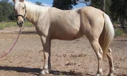 Quarterhorse - Honey - Large - Adult - Female - Horse
Honey is a very sweet mare with an excellent disposition. She has been ridden but her knowledge is very limited. She takes a saddle and handles on the ground perfectly. She will make a great horse for