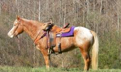 Quarterhorse - Horse - Medium - Adult - Male - Horse
Available for rescue or adoption. Male quarter horse. For more information, please contact the Gordon County Animal Shelter at 706.629.3327. The shelter is located at 790 Harris Beamer Road in Calhoun,