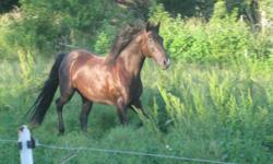 Quarterhorse - Jed - Large - Senior - Male - Horse
Please consider Jed! His time is limited with his owner. She is going to school and needs a new home ASAP!!