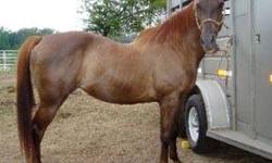 Quarterhorse - Jocelyn - Medium - Adult - Female - Horse
CHARACTERISTICS:
Breed: Quarterhorse
Size: Medium
Petfinder ID: 24477331
CONTACT:
Habitat for Horses | Hitchcock, TX | 866-434-3737
For additional information, reply to this ad or see: