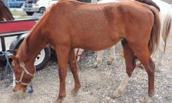 Quarterhorse - Mudbug - Medium - Adult - Male - Horse
All of our horses are rescues and may need some extra love and attention to be the beautiful horse they are. If you are interested please call our office at 985-419-9900. They are all up to date on