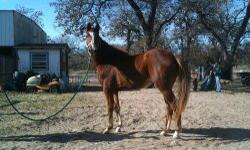 Quarterhorse - Randy - Large - Adult - Male - Horse
We always have a wide variety of horses needing a forever home. HfH horses are not available for breeding or resale. Serious inquires only, you must be 18 years or older to adopt a horse. Please visit