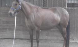 Quarterhorse - Sherriff - Extra Large - Young - Male - Horse
Sherriff is a 6-7 month old stud colt. He is broke to lead and load and has had fhis feet trimmed by farrier and does okay. He's a beauty and will probally be around 15 hands when grown. His