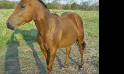 Quarterhorse - Silk - Medium - Adult - Male - Horse
CHARACTERISTICS:
Breed: Quarterhorse
Size: Medium
Petfinder ID: 24932443
ADDITIONAL INFO:
Pet has been spayed/neutered
CONTACT:
Habitat for Horses | Hitchcock, TX | 866-434-3737
For additional