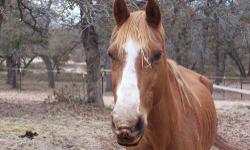 Quarterhorse - Waylon - Medium - Adult - Male - Horse
CHARACTERISTICS:
Breed: Quarterhorse
Size: Medium
Petfinder ID: 25492877
ADDITIONAL INFO:
Pet has been spayed/neutered
CONTACT:
Habitat for Horses | Hitchcock, TX | 866-434-3737
For additional