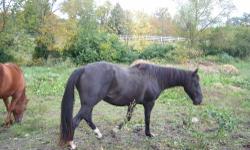 Super good mare for any beginning child to learn on! Can trail ride for two hours at a time. She is 26 years old but looks and acts 15. Has given many lessons to beginners and timid riders. Great farm horse for any child. Excellent condition and gallops