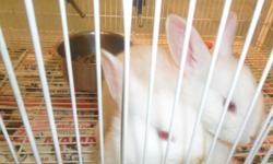 I HAVE HEALTHY RABBIT 4/SALE
IF YOU NEED MORE INF PLEASE
CALL ME AT 407-340-7841.