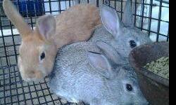 We have a variety of different rabbits for sale. I am sure we will have something to your liking. We have White New Zealands, Red New Zealands, Blue New Zealands, and Mixed Bunnies, and MORE! We have a few pics to show just some of what we have. You can
