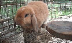 RABBITS
MEAT 4 to 6 wks 10.00
8 to 12 wks 15.00
over 12 wks 20.00
Baby rabbits will be available soon.
Flemish cross and other crosses 6wks 15.00
8 to 12 20.00
anything older than 12 25.00
Dwarfs 20.00
Lops i will have ready in may starting price 20.00