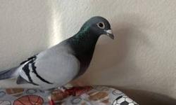 Hi I have quilty racing pigeon for sale came with original paper
This ad was posted with the eBay Classifieds mobile app.