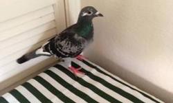 Hi I have nice racing pigeon all famous racing pigeon round the world (512)903-2232
This ad was posted with the eBay Classifieds mobile app.