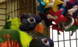 Please let me know if you would like to be on the waiting list for a beautiful hand fed, pre-spoiled, AND pre-loved baby Rainbow Lorikeet!
These birds are so smart and goofy...you should definitely check out some youtube videos featuring this type of pet