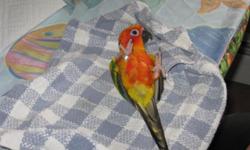 Raising Macaws, Conures, Greys, Amazons, some Cockatoos, Eclectus and more in my home business.
There are many species available from my breeder friends. To get one of these incredible babies, call Diane at Diane's Parrot Place at
203-263-2335 to set up