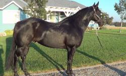DJANGO IS ONE OF A KIND
VIDEO:
riding video http://youtu.be/FZpMYmOPRuc
roping video http://youtu.be/How9k336zvI
asking $3500 located corning ca
12YR 15.1 STOUT AND STRONG QUARTER HORSE GELDING
HE IS VERY BROKE IN THE BRIDLE, WALKS, TROTS, CANTERS, BACKS,